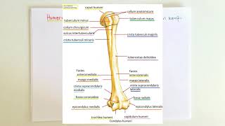 ANATOMİ10KONUÜst Ekstremite Humerus [upl. by Arreip]