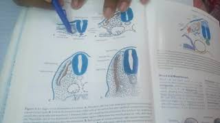 LEARN EASILY Simplest explanation of somite formation and differentiation [upl. by Eloci658]