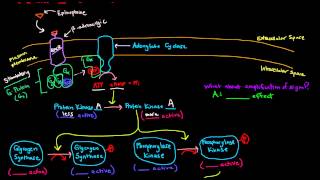 Epinephrine Signaling Cascade  GPCR GProtein Coupled Receptor [upl. by Lillith36]