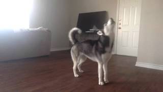 My Husky Sequoia Howling while Home Alone [upl. by Dwayne]