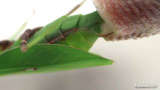 Oxyopsis gracilis lays an ootheca [upl. by Halludba]