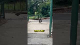 Excited Dog Runs Into Gate😱 [upl. by Laehcor615]