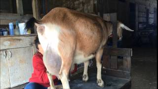 Dairy Goat Clipping for Kidding Season [upl. by Nilrem]