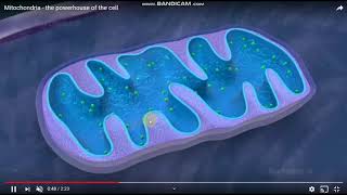 Ćelijske organele mitohondrije [upl. by Ahcmis641]