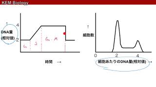 生物基礎「細胞周期に関する２種類のグラフの見方」 [upl. by Remde374]