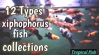 12 types Of Xiphophorus fish collection  Platies  Swordtail [upl. by Xirtaeb]