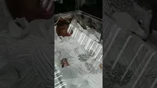 Jamaican Funeral Dead Woman In Full Glass Casket  Must Watch [upl. by Nekciv620]