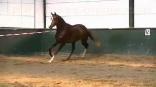 wwwsporthorsesonlinecom 2009 Johnson stallion SOLD [upl. by Amoakuh]