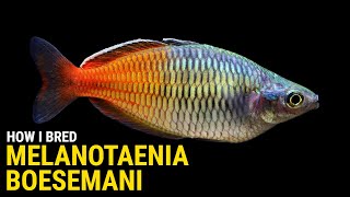 How I Bred Melanotaenia Boesemani at Home [upl. by Marchese]