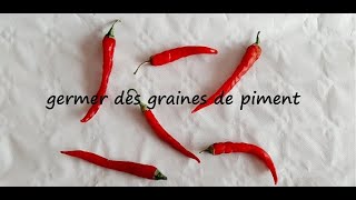 germer et faire pousser des graines de piment [upl. by Xena]