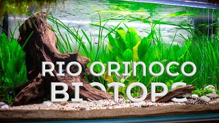 Rio Orinoco Biotope  Low Tech Aquascape [upl. by Leur]