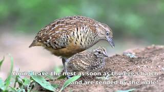 Barred Buttonquail [upl. by Harehs]