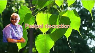 Peepal decoction  Raavi akula kashayam  Dr Khadar  Dr Khadar Lifestyle [upl. by Erreit]