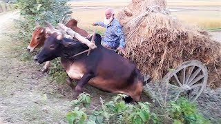 Bullock cart risky drive with full load paddy  cow cart accident  Village bullock cart ride [upl. by Eelyak]