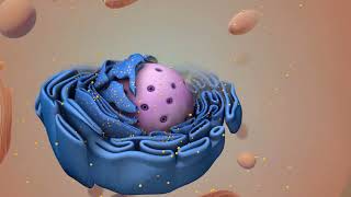 Cell Cycle Mitosis and Meiosis [upl. by Micheal]