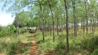 2nd visit Better Globes Mukau plantation in Kiambere Kenya Melia volkensii [upl. by Nirok]