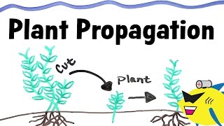 How To Propagate Aquarium Plants [upl. by Decca790]