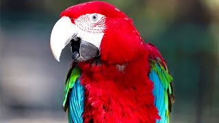 Scarlet macaw Natural sounds [upl. by Rimma]