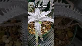 ディッキア・ネルズ：Dyckia ‘Nels’  Dyckia Maniax ディッキア・マニアックス チラ見せ品種紹介 shorts [upl. by Kerwinn]