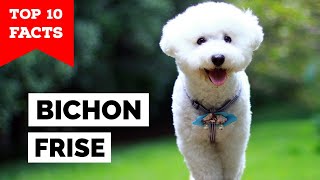 Bichon Frise  Top 10 Facts [upl. by Nagey]