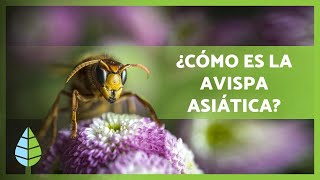 La AVISPA ASIÁTICA 🐝 ¡Características nido y PICADURA ⚠️ [upl. by Conlon393]