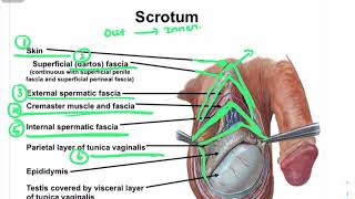 🔴COMPLETE ANATOMY OF SCROTUM Tamil LAYERS amp FUNCTIONS OF SCROTUM MALE REPRODUCTIVE SYSTEM🔴 [upl. by Turpin589]