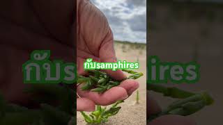 samphire high vitamins vegetables [upl. by Adnilav]