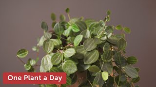 Peperomia quadrangularis Houseplant Care — 75 of 365 [upl. by Nerhe417]