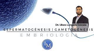 Embriología  Espermatogénesis  Gametogénesis [upl. by Nybor861]