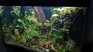 1m Aquarium inrichting Planten amp Vissen Nickey [upl. by Cross]