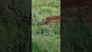 Dunham Massey Hall（20240721 142907） [upl. by Mickey]