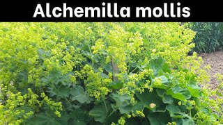 Alchemilla mollis Ladys Mantle [upl. by Massimiliano]