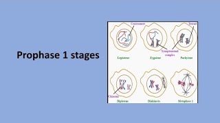 Prophase 1 Stages  Meiosis [upl. by Aeirdna]