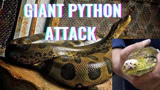 AMAZING AND HORRIFIC PYTHON ATTACK AND RESCUE 🤯🤯😭😭 [upl. by Holtz405]