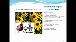 Rudbeckia fulgida Goldsturm plante vivace [upl. by Anstus516]