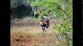 Bushbuck Alarm Bark [upl. by Schott]