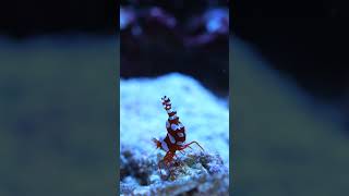 La crevette Thor amboinensis danse  aquarium aquariumrecifal aquariummarin reef reeftank [upl. by Drofkcor250]