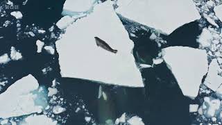 How Killer Whales attack a seal on a large iceberg [upl. by Nodnas]