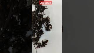 Sargassum Seaweed a source of Vitamins Carotenoids and Minirals [upl. by Hulbig18]