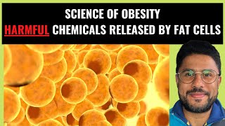 Science of Obesity  How Fat Cells Release Harmful Chemicals Pt III [upl. by Fin116]