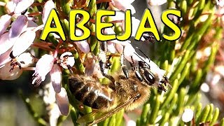 Abejas polinizando [upl. by Ingles456]