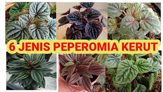 JENIS PEPEROMIA DAUN KERUT NAMA dan UPDATE HARGA dari Peperomia Rosso sampai Peperomia Red Luna [upl. by Favien568]