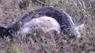 PYTHON EATING LANGUR MONKEY [upl. by Enihpad]