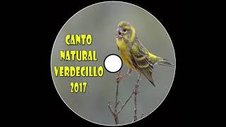 Canto del Verdecillo  Serinus Serinus  2017 [upl. by Chap601]