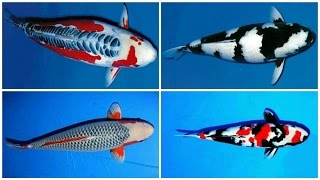 24 types and characteristics of the KOI Fish PART 1 [upl. by Kurtz547]