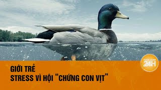 Sinh viên người mới đi làm trầm cảm stress vì “Hội chứng con vịt”  Toàn cảnh 24h [upl. by Gilmer]