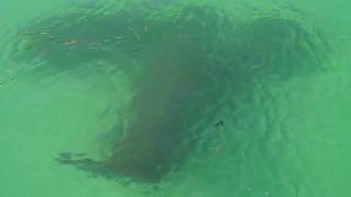 Encounter with Manateees in Longboat Key Florida [upl. by Floria]