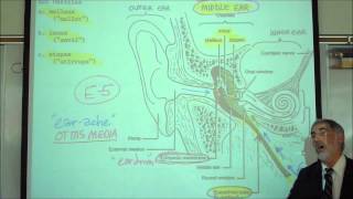 THE HUMAN SKULL PART 2 by Professor Fink [upl. by Sirob]