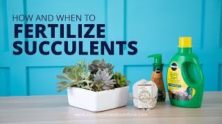 How and When to Fertilize Succulents  And What Fertilizers to Use [upl. by Nhguavad]