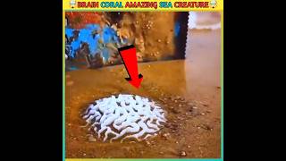 🤯😨Brain Coral Amazing Sea Creature shorts viral sea brain money trending AslamFacts [upl. by Oiredised]